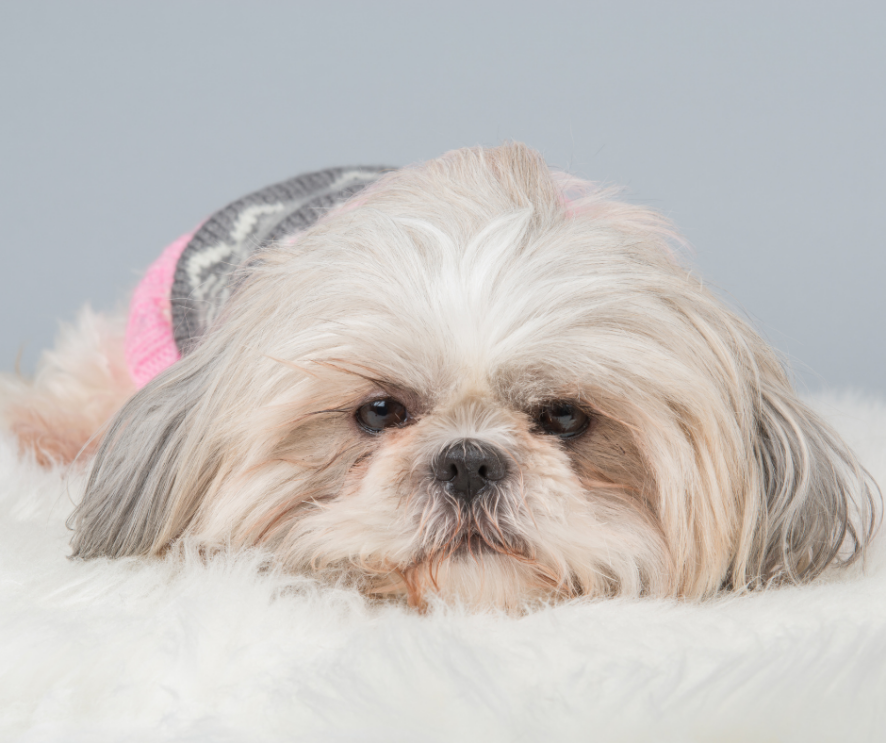 Best Bed for Your Shih Tzu