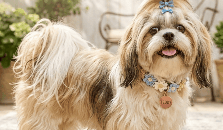 The Complete Shih Tzu Bichon Frise Mix Guide: Top 9 Things to Know