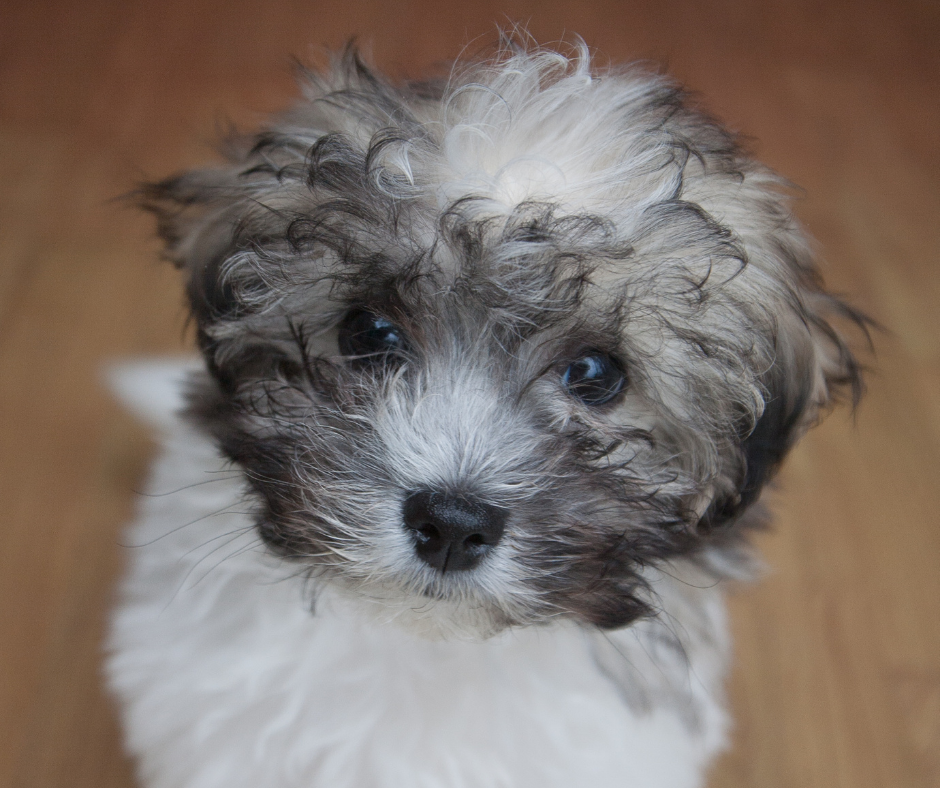 The Complete Shih Tzu Bichon Frise Mix Guide: Top 9 Things to Know - Shih Tzu Buzz