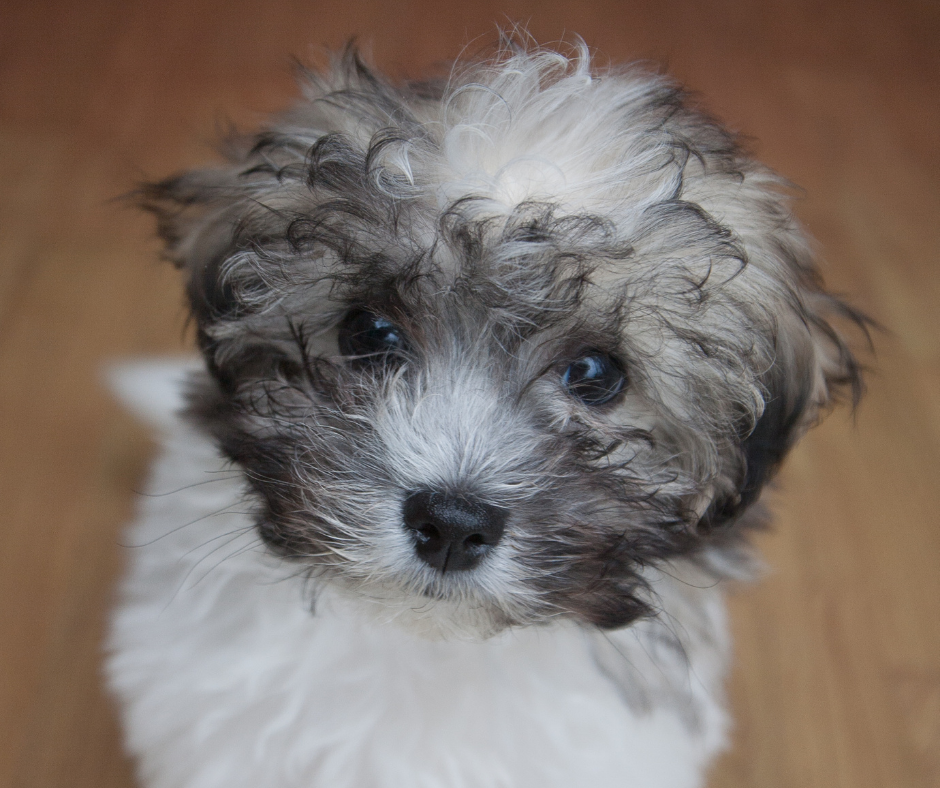 Shih Tzu Bichon Frise Mix 