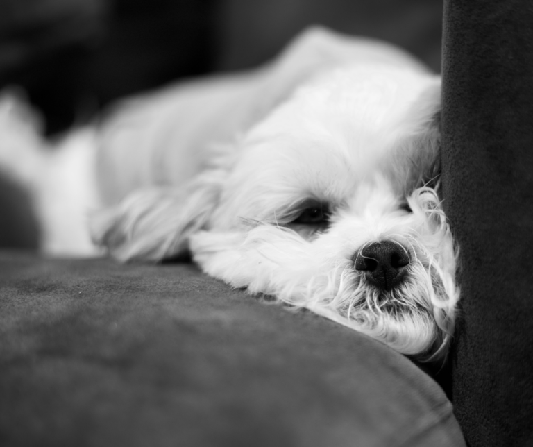 shih tzu bichon mix grooming