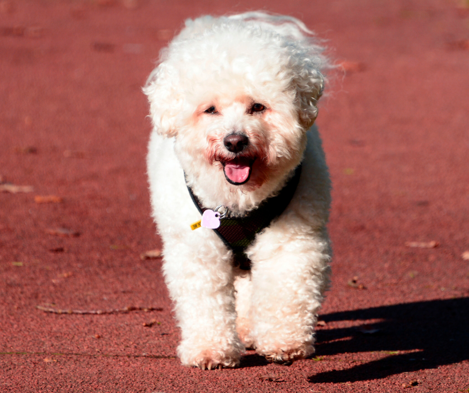 bichon frise shih tzu mix puppies