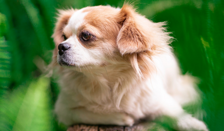 Shih Tzu Chihuahua Mix: 9 Best Facts About The ShiChi