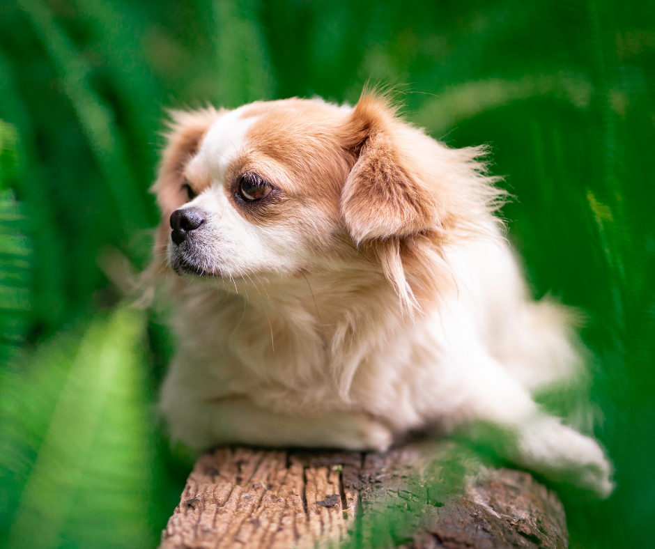 Shih Tzu Chihuahua Mix