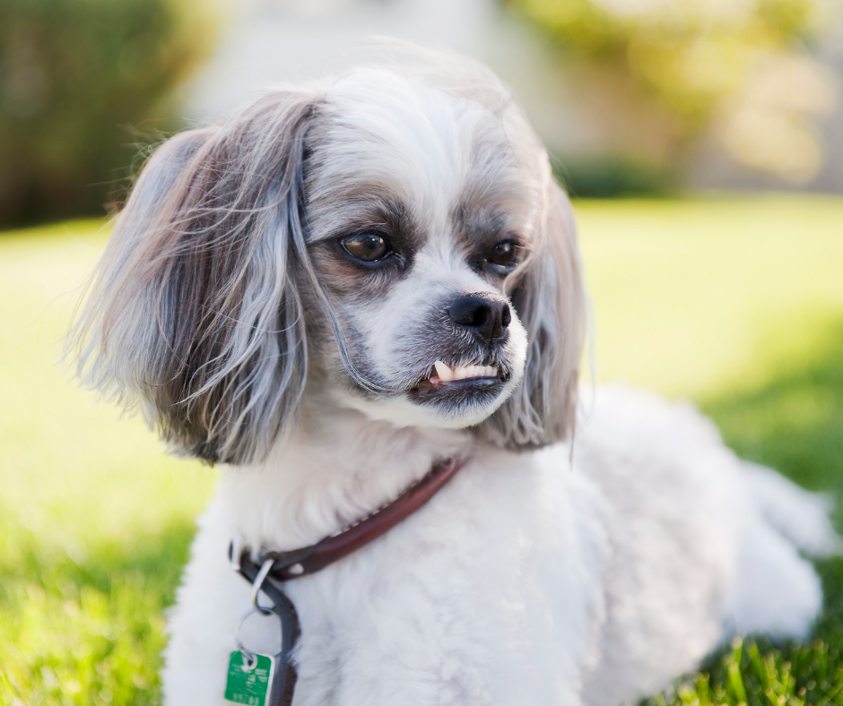 shih tzu Temperament and Personality