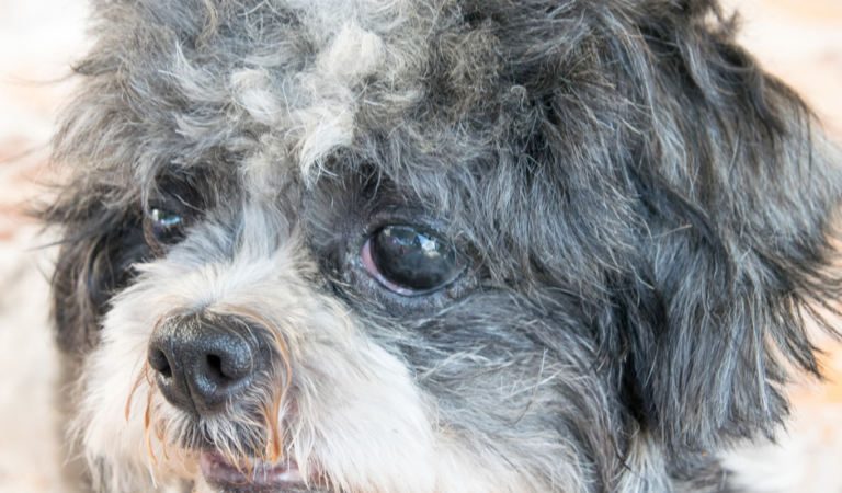 Senior Shih Tzus: 7 Best Ways to Help Them Age Gracefully