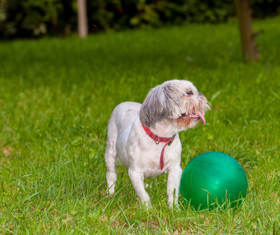 Senior Shih Tzu - Keep your Shih Tzu Active