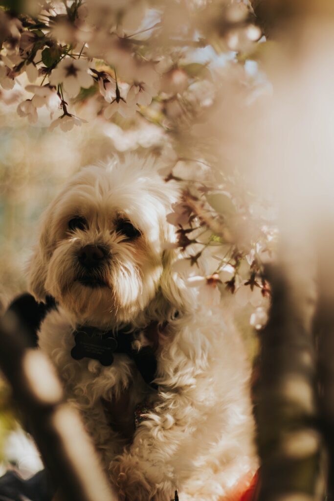 Dog Foods for Shih Tzus with Allergies