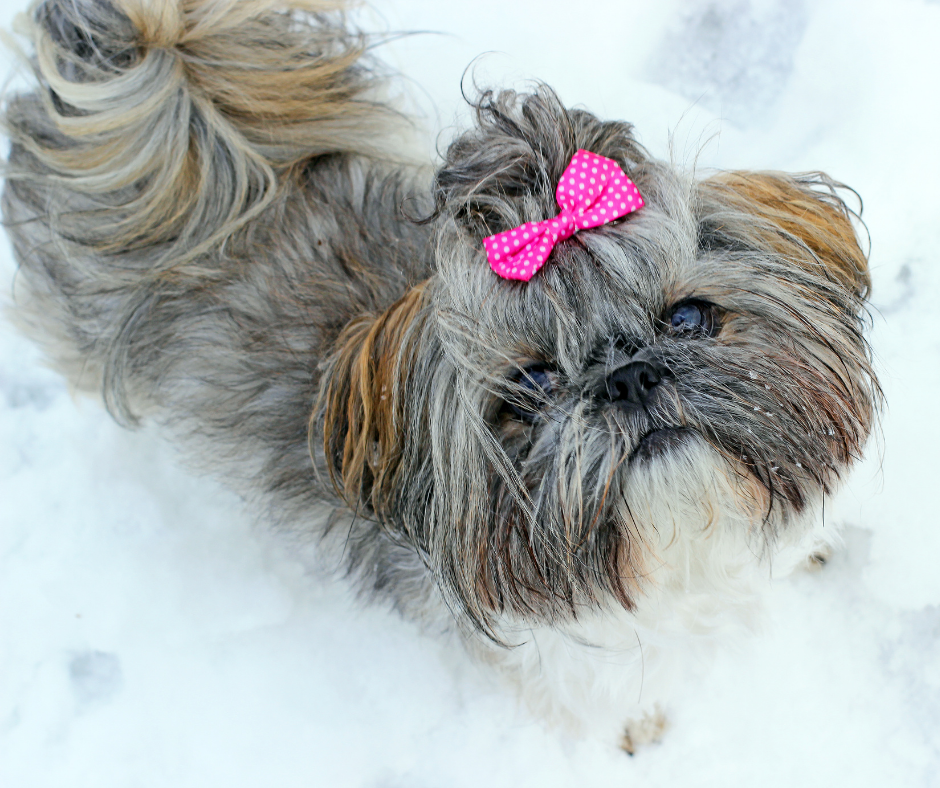 Shih Tzu and Winter