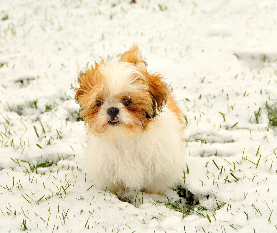 Do Not Overfeed Your Shih Tzu