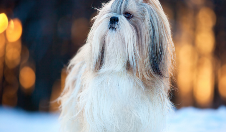 Shih Tzu and Winter: 10 Best Ways to Keep Your Shih Tzu Safe This Winter