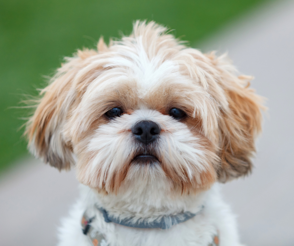 Shih Tzu Allergies 