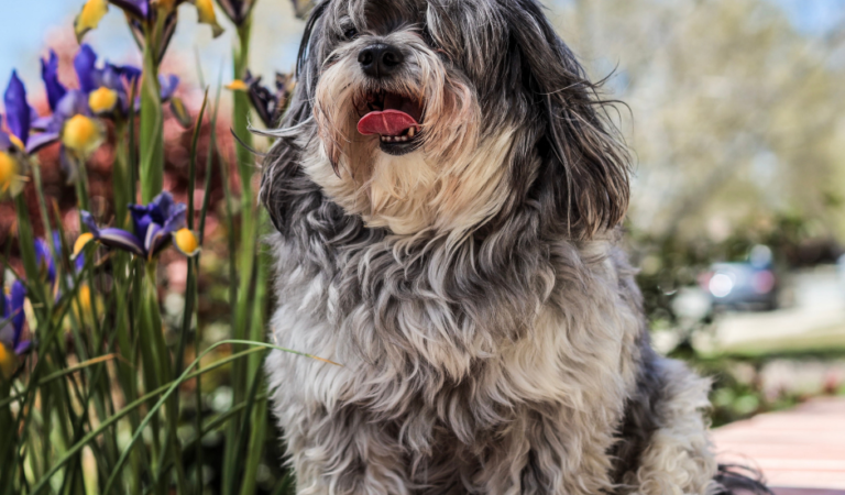 3 Kinds of Shih Tzu Allergies and the Best Ways to Treat Them