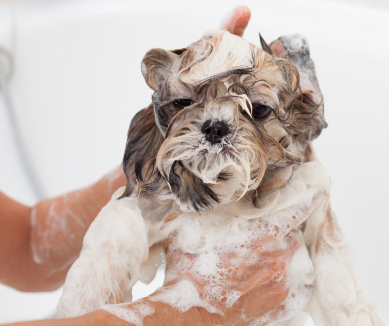 3 Kinds of Shih Tzu Allergies and the Best Ways to Treat Them - Page 4 ...