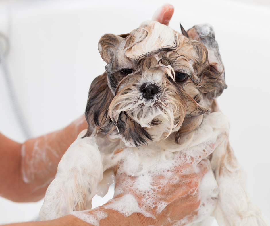 Other Shih Tzu Allergies Options