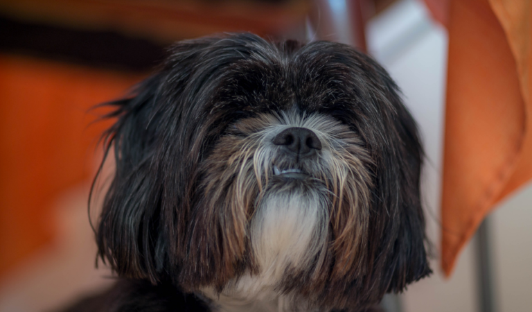 How to fix Shih Tzu skin issues: 3 Essential Things to Know