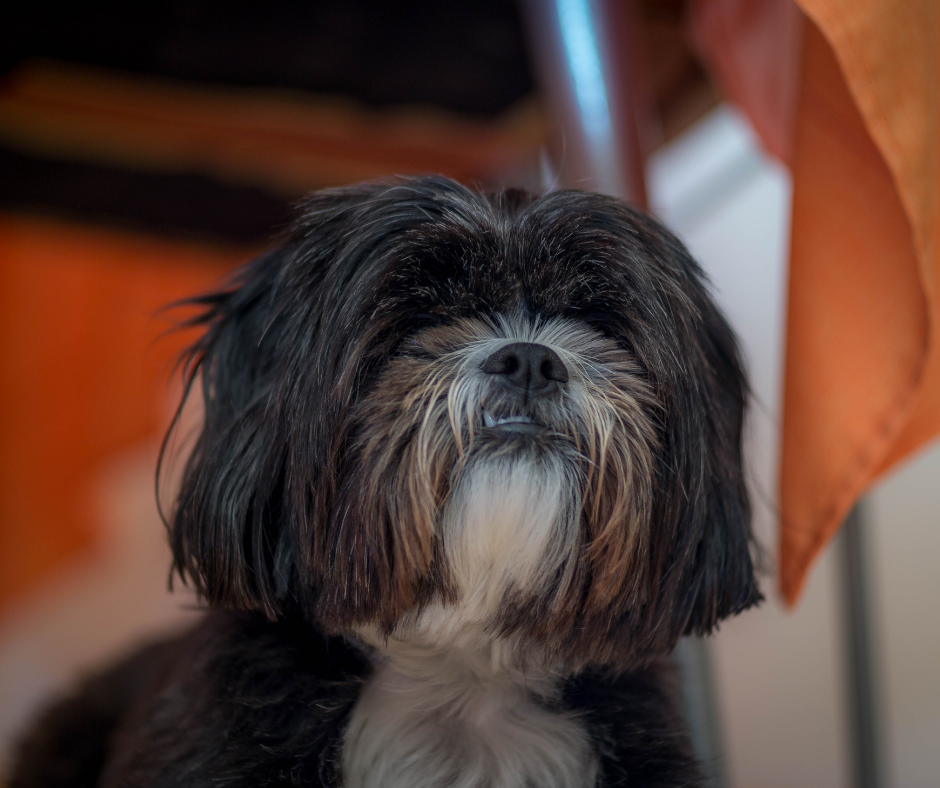 How to fix Shih Tzu skin issues