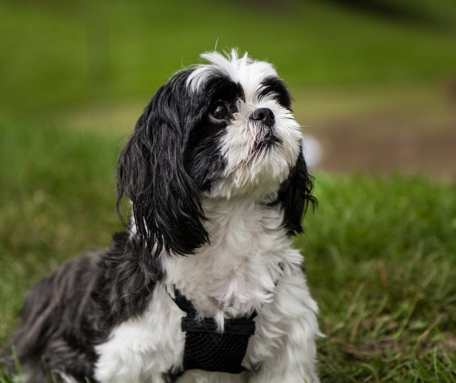 How Do You Train a Stubborn Shih Tzu Dog