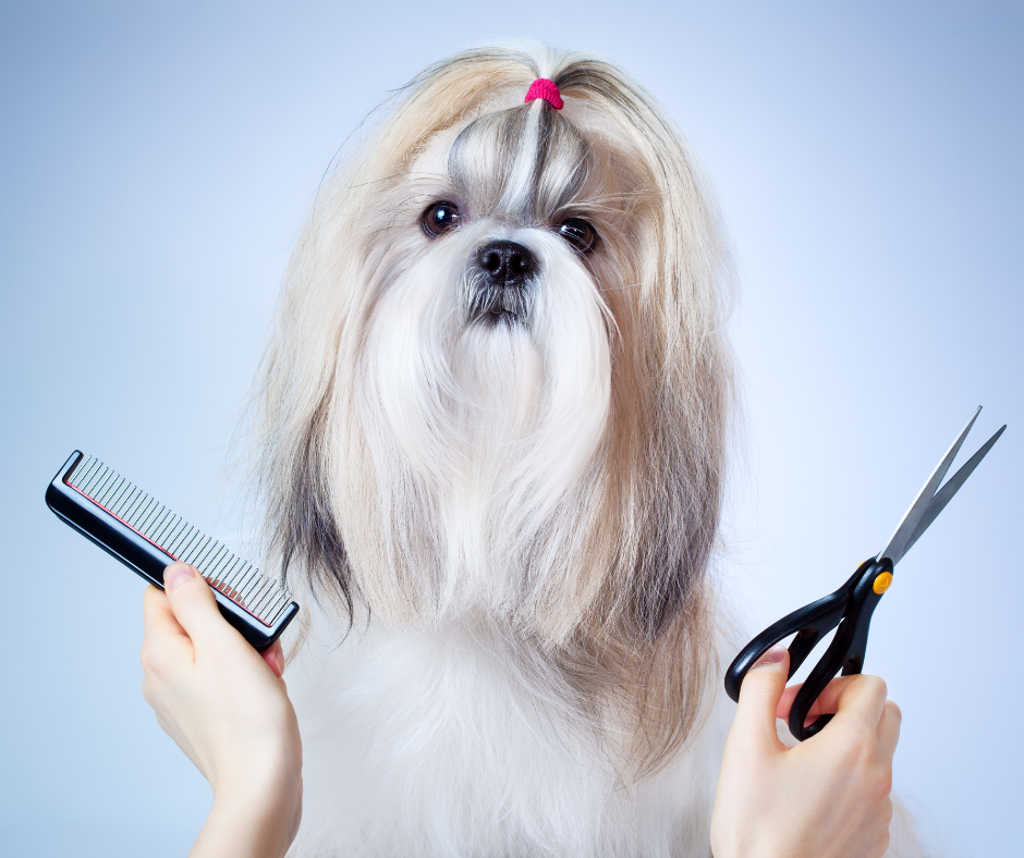 Training your Shih Tzu
