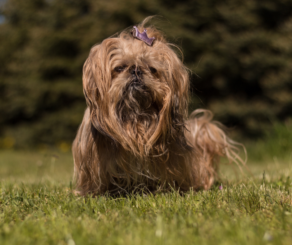 Imperial Shih Tzu