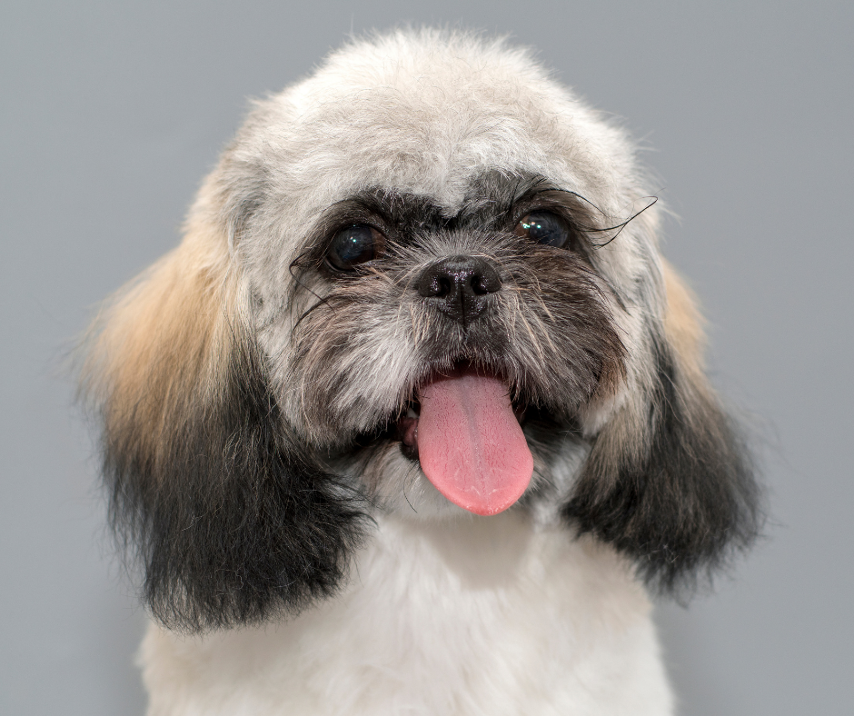 Imperial Shih Tzu - how big