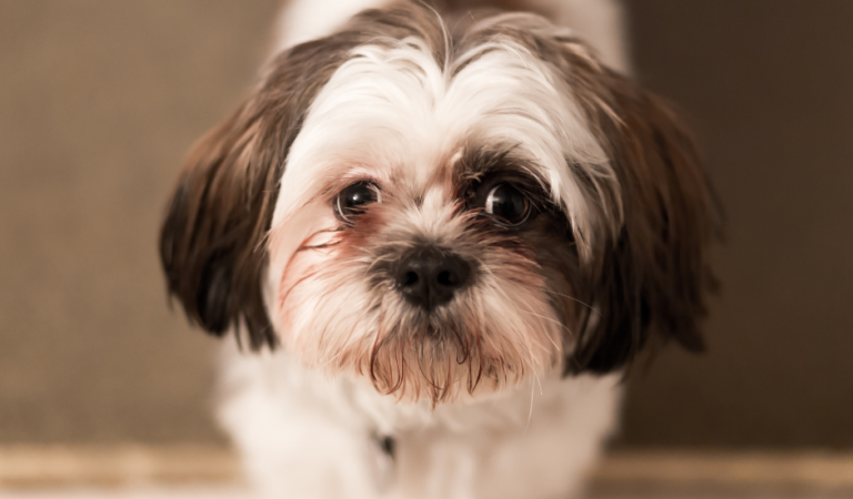 How Can You Tell Imperial Shih Tzus? 8 Best Tips