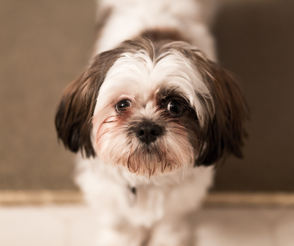 Do Imperial Shih Tzus Have Health Issues?