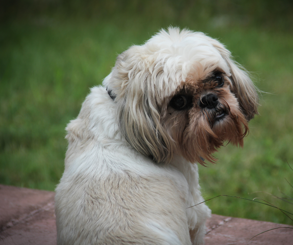Do Imperial Shih Tzus Make Good Family Pets?