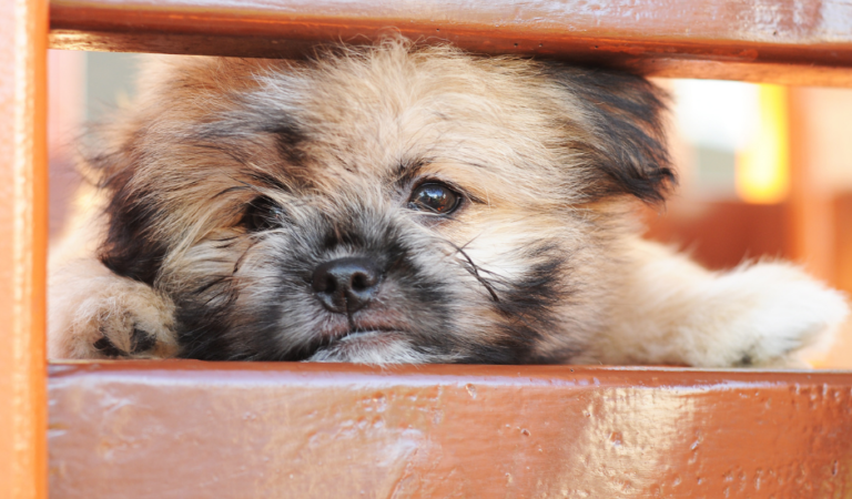 What is a Shih Tzu-Pomeranian Mix: 7 Impressive Things to Know About Them