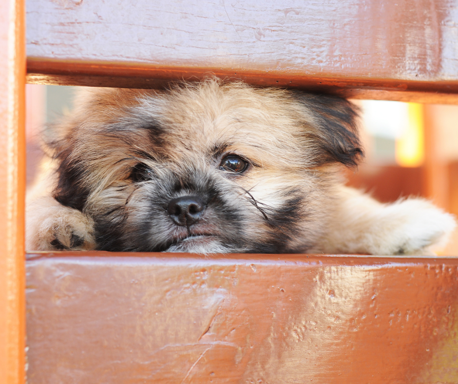 Shih Tzu and Pomeranian 