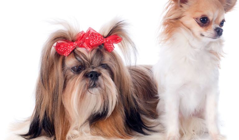 Shih Tzu Chihuahua Mix: 6 Facts About Shichi