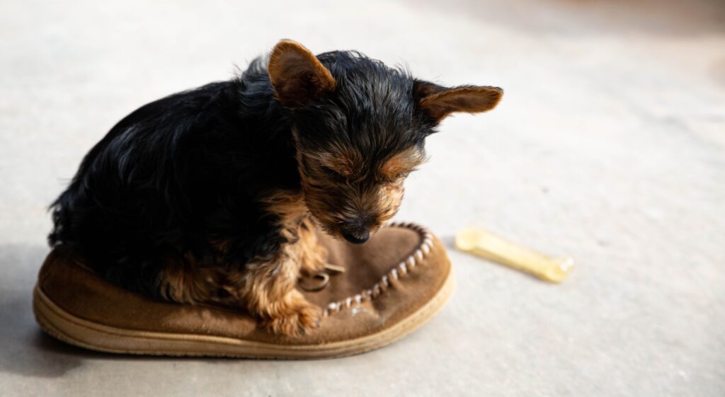 Yorkie puppy