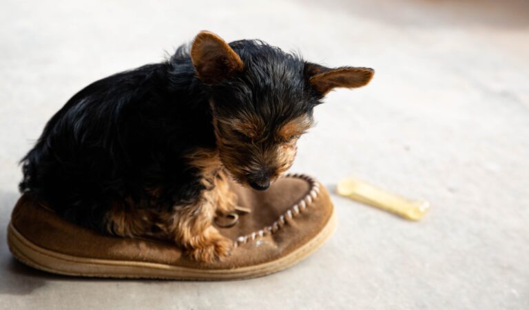 Are you thinking about getting a Yorkie puppy? In this video, I’m going to tell you 10 reasons why you should reconsider.