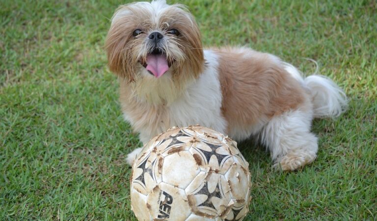 Dog’s fitness guide: Get your furry pal on a healthy groove!