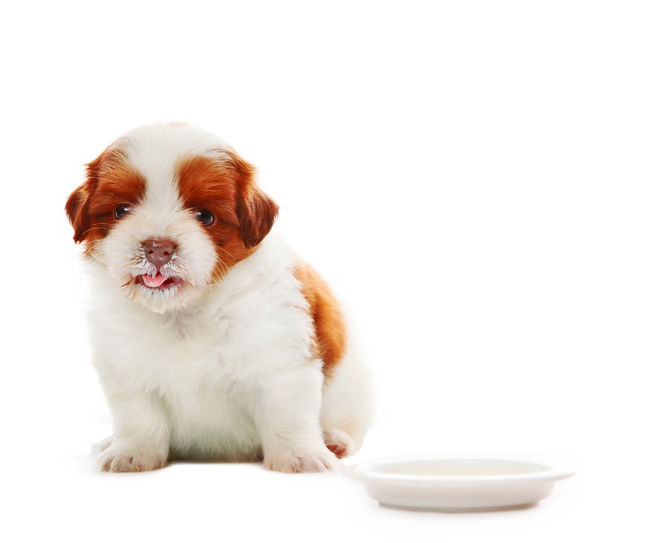 Shih Tzu is a Picky Eater