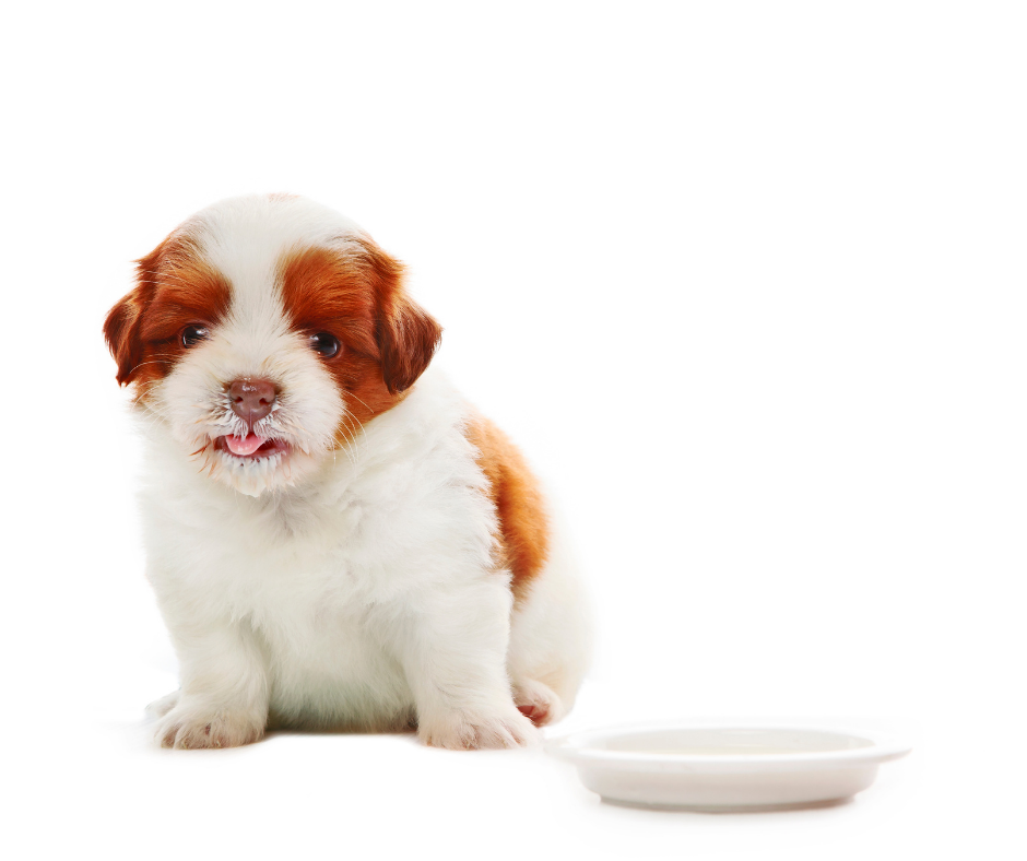 What to Do When Your Shih Tzu is a Picky Eater Shih Tzu Buzz