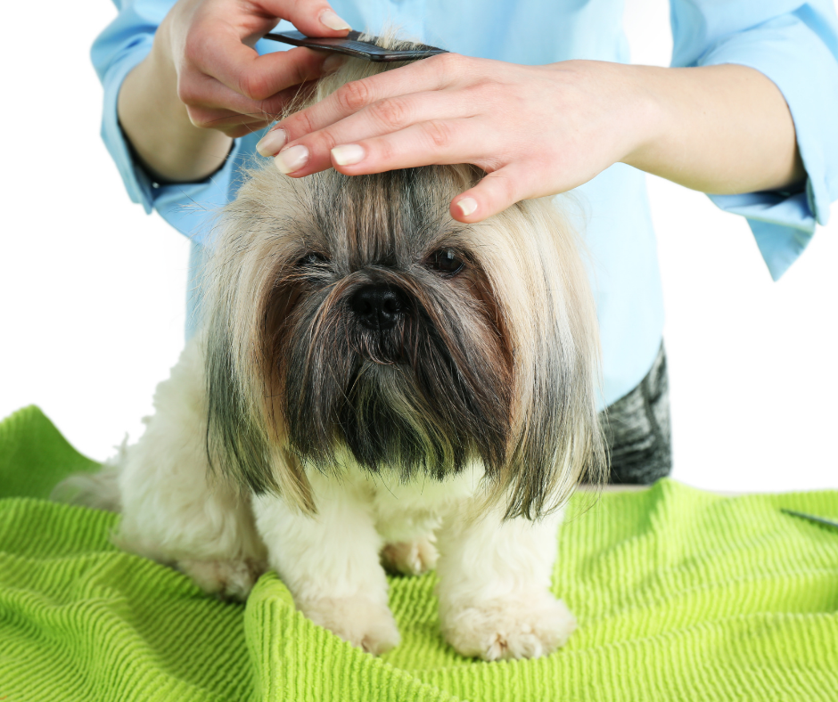 Grooming Tools for a Shih Tzu