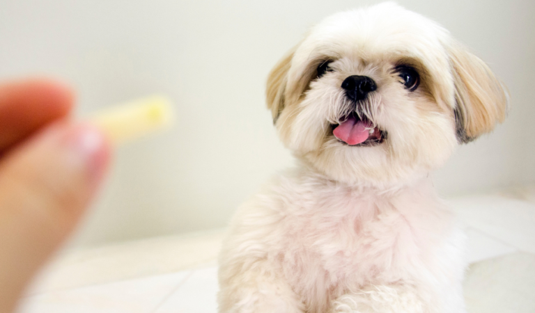 What to Do When Your Shih Tzu is a Picky Eater