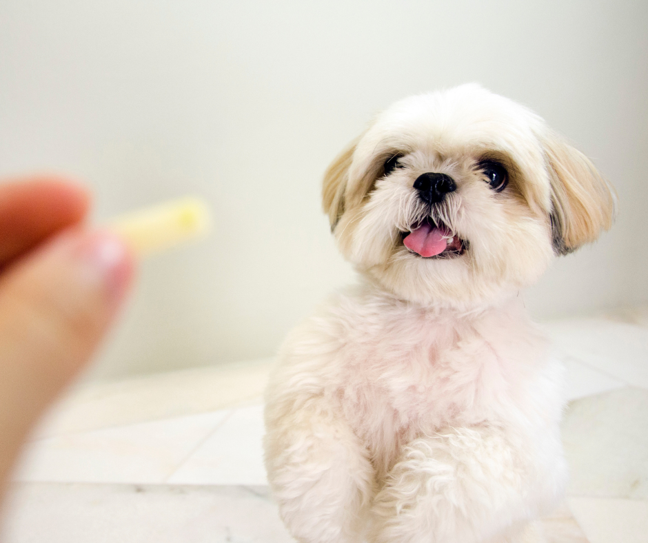 Shih tzu outlet fussy eater