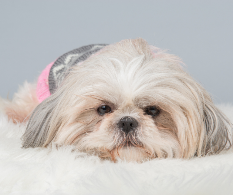 What Should Pet Owners Know About Shih Tzu Upset Stomach Problems ...