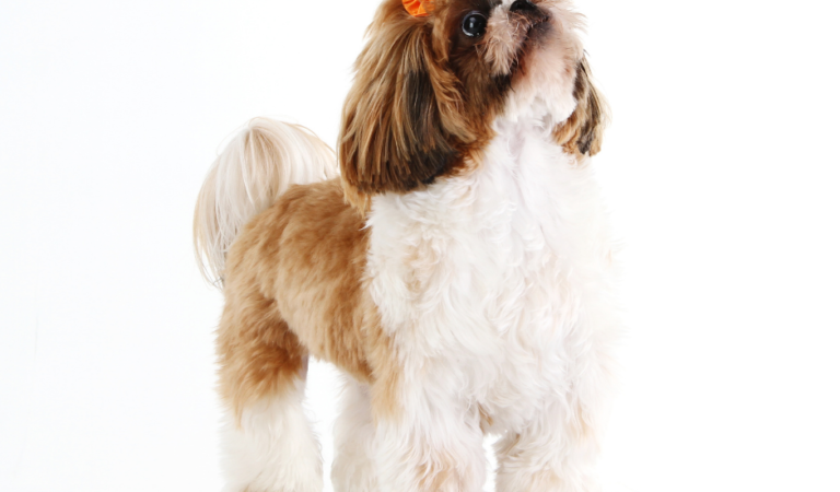 What is the Origin of the Shih Tzu Dog?