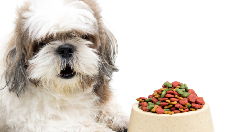 What Should Pet Owners Know About Shih Tzu Upset Stomach Problems?