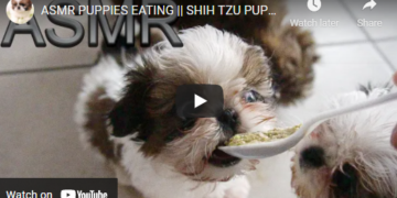 shih tzu cute