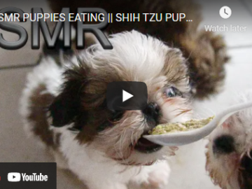 shih tzu cute