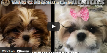 shih tzu make over