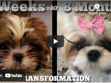 shih tzu make over