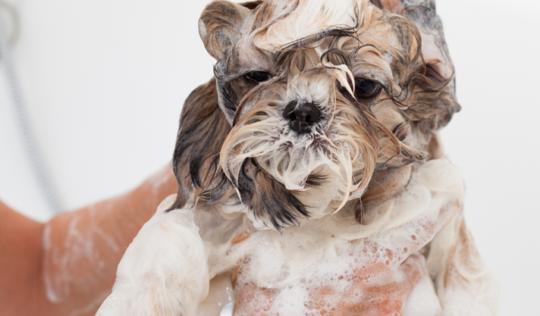 Dog Shampoo: 7 Surprising Things to Consider