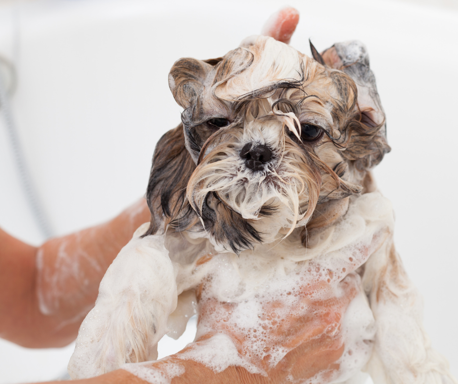 human shampoo and dog shampoo