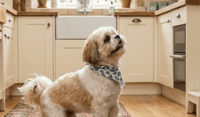 How Can You Tell Imperial Shih Tzus? 8 Best Tips