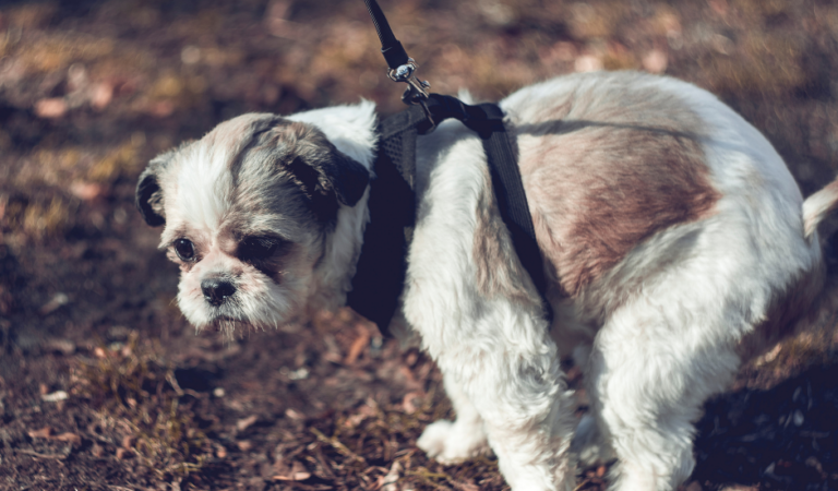 Shih Tzu Diarrhea: Causes, Symptoms, and Treatment